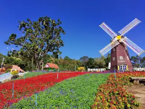 ลานทุ่งคริสต์มาส ภูเรือ Poinsettia Garden Phurua