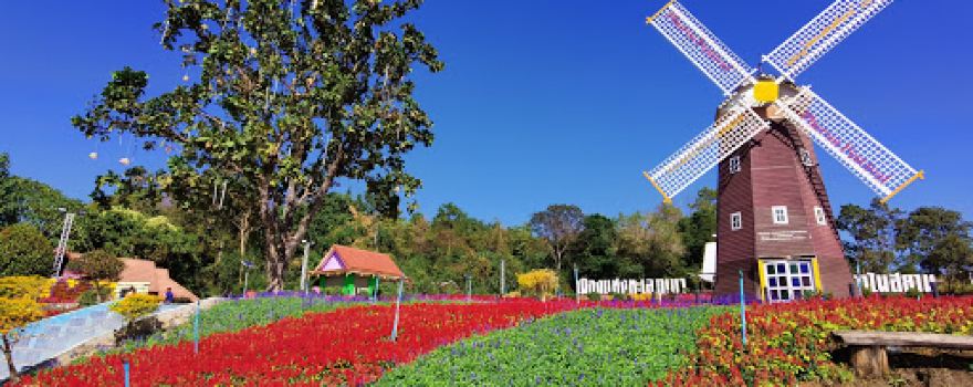 ลานทุ่งคริสต์มาส ภูเรือ Poinsettia Garden Phurua