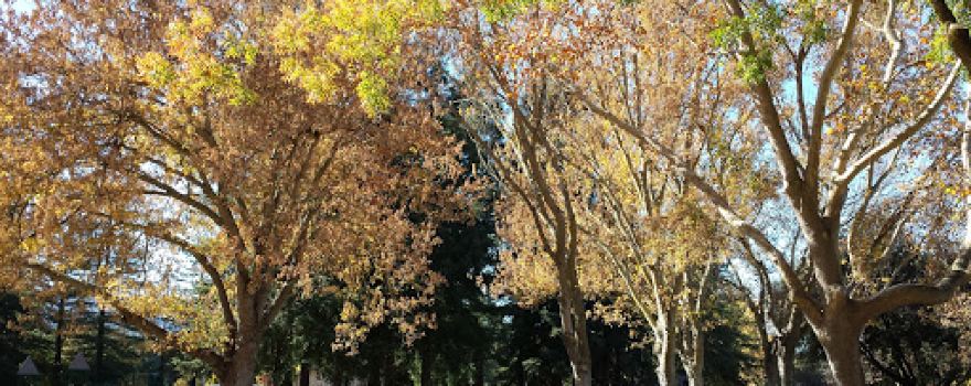 McKenzie Park