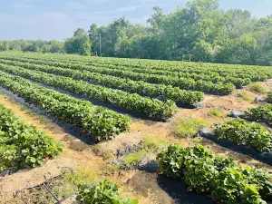 Gurosik's Berry Plantation