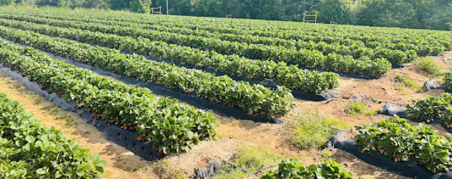 Gurosik's Berry Plantation