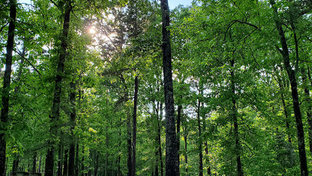 Degray Lake State Park Campground B