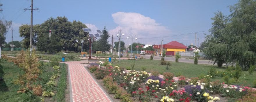 Sonyachne Derevo