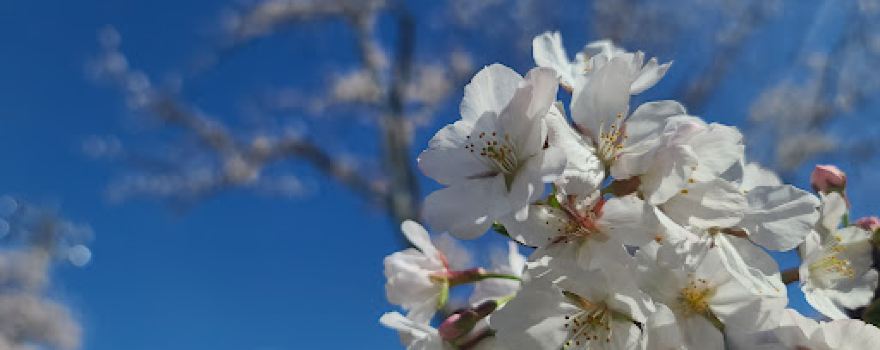 桜ヶ丘グラウンド
