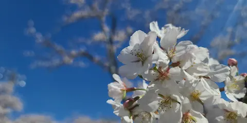 桜ヶ丘グラウンド
