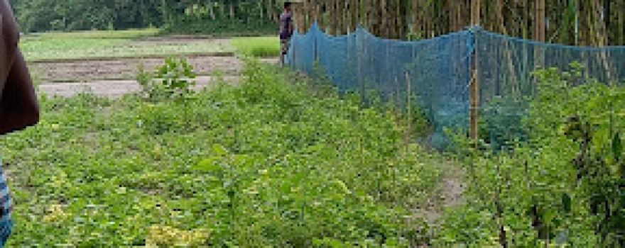 Agriculture & playground field