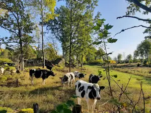 Antamåla Rör