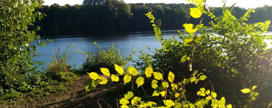 Cramoisy Woods