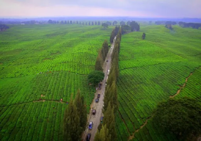 kebun teh bah butong view