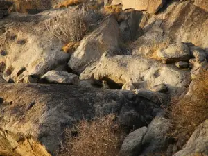 Jawai Leopard Safari