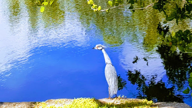 Miami Beach Golf Club