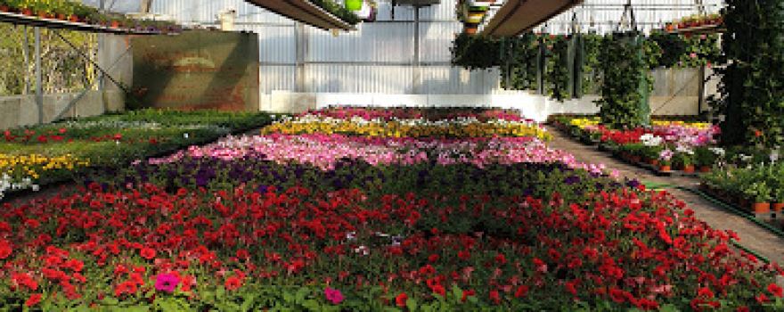 Challandes horticulture