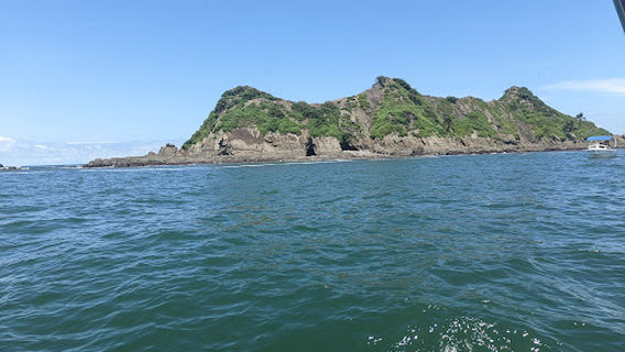 Dolphin Tours