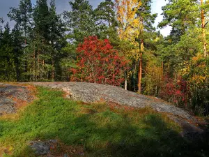 Pamyatnik Prirody Yastrebinoye Ozero