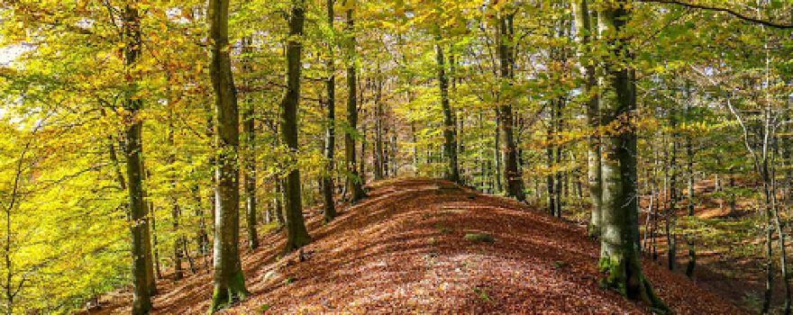 Grottbyn - Skånes Djurparks Camping