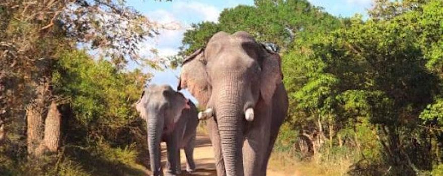 Yala Safari Jeep Tours (Vidura)
