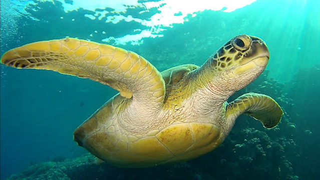 Red Sea Diving Safari