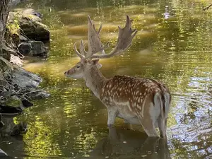 Parc Animalier de Coux d'Auzances