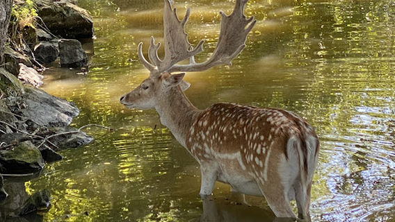 Parc Animalier de Coux d'Auzances