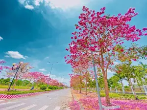 Đường Hoa Kèn Hồng