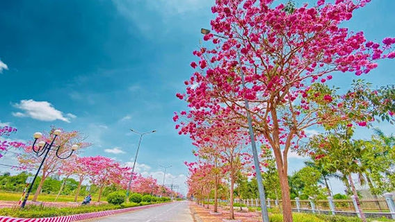 Đường Hoa Kèn Hồng