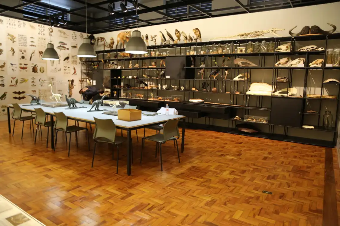 Hotels near Museum of Zoology of the University of São Paulo