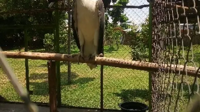 4_Kasang Kulim Zoo