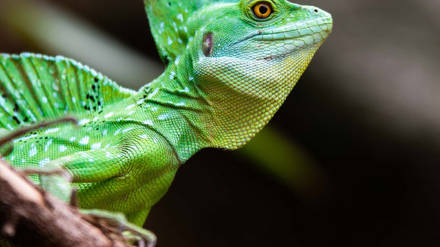 Crocodile Zoo, Falster