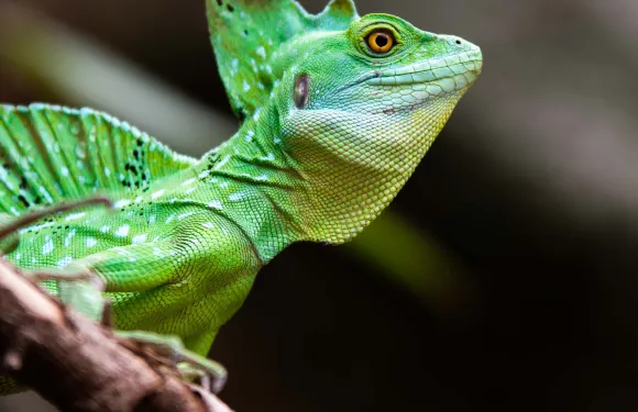 埃斯基爾斯楚普