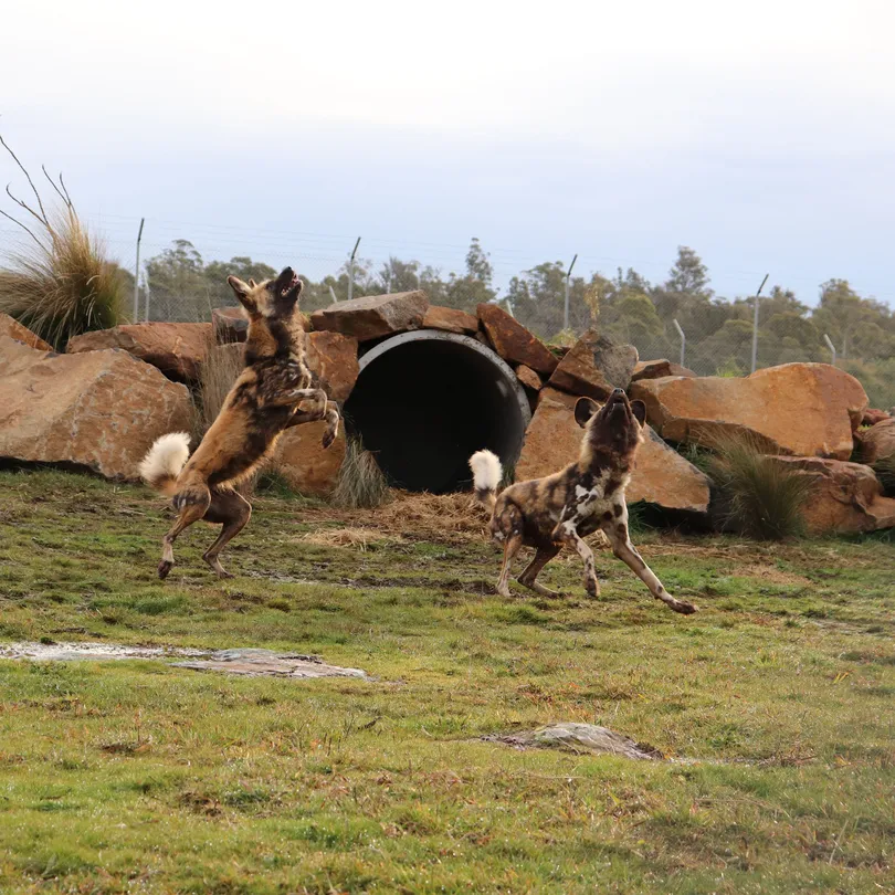 3_塔斯馬尼亞動物園