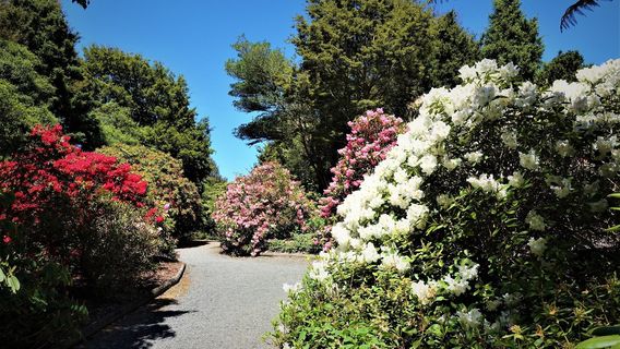 Waipahihi Botanical Reserve