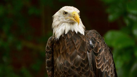 Audubon Center for Birds of Prey