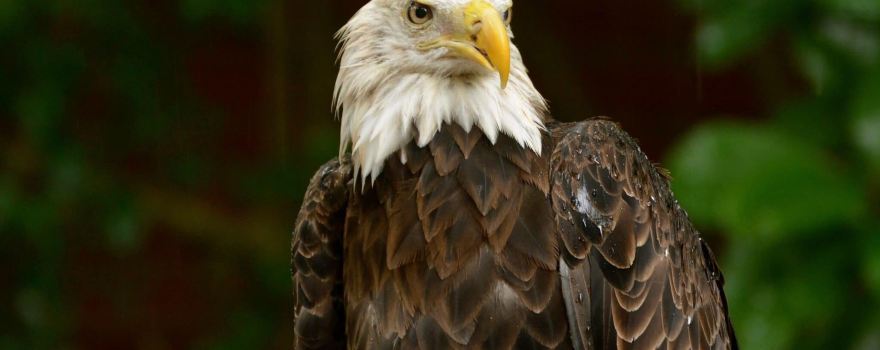 Audubon Center for Birds of Prey