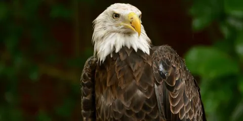 Audubon Center for Birds of Prey