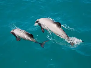 Akaroa Dolphins
