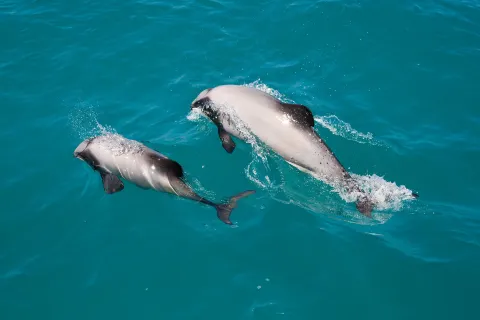Akaroa Dolphins