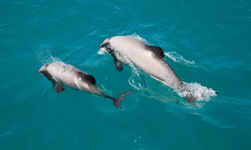 Akaroa Dolphins