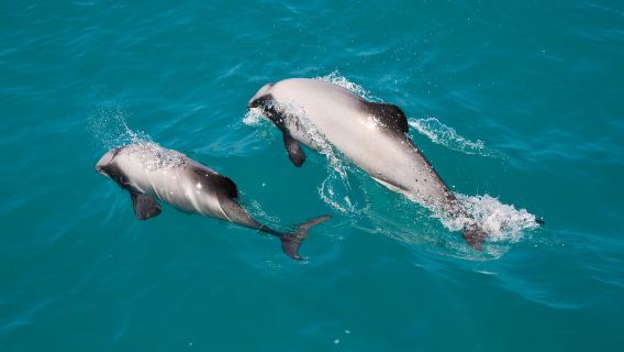 Akaroa Dolphins