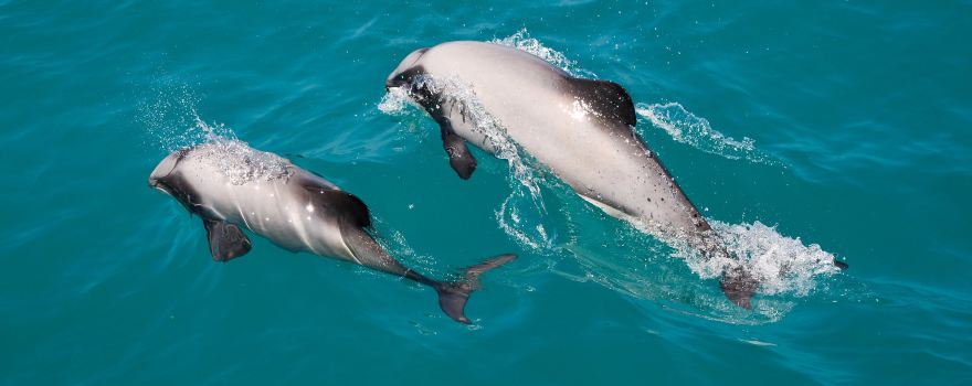 Akaroa Dolphins