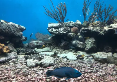 Dolphin Academy Curacao