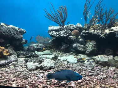 Dolphin Academy Curacao