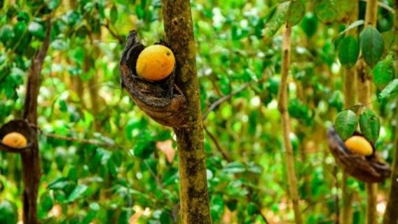 Lushan Country Life
