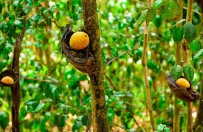 Lushan Country Life