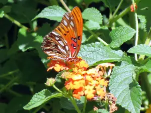 South Carolina Botanical Garden