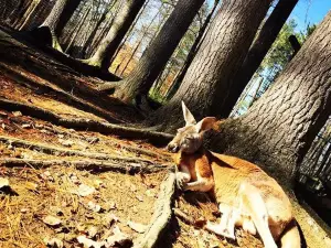 DEW Haven | Maine Zoo and Rescue