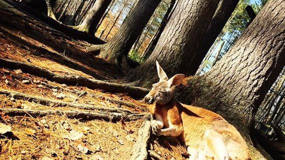 DEW Haven | Maine Zoo and Rescue