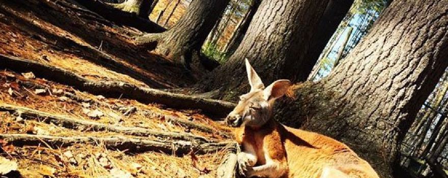 DEW Haven | Maine Zoo and Rescue