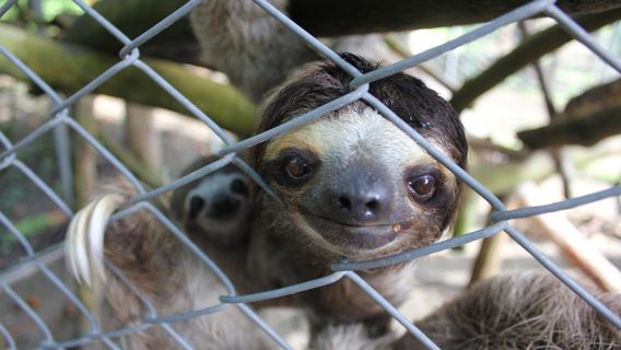 Costa Rica Wildlife Sanctuary