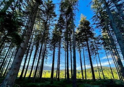 Cambus O'May Forest