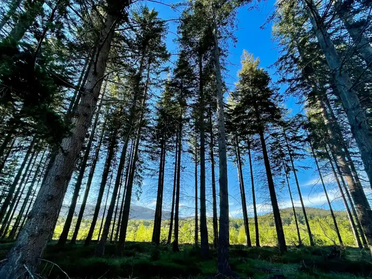 Hotels near Cambus O'May Forest